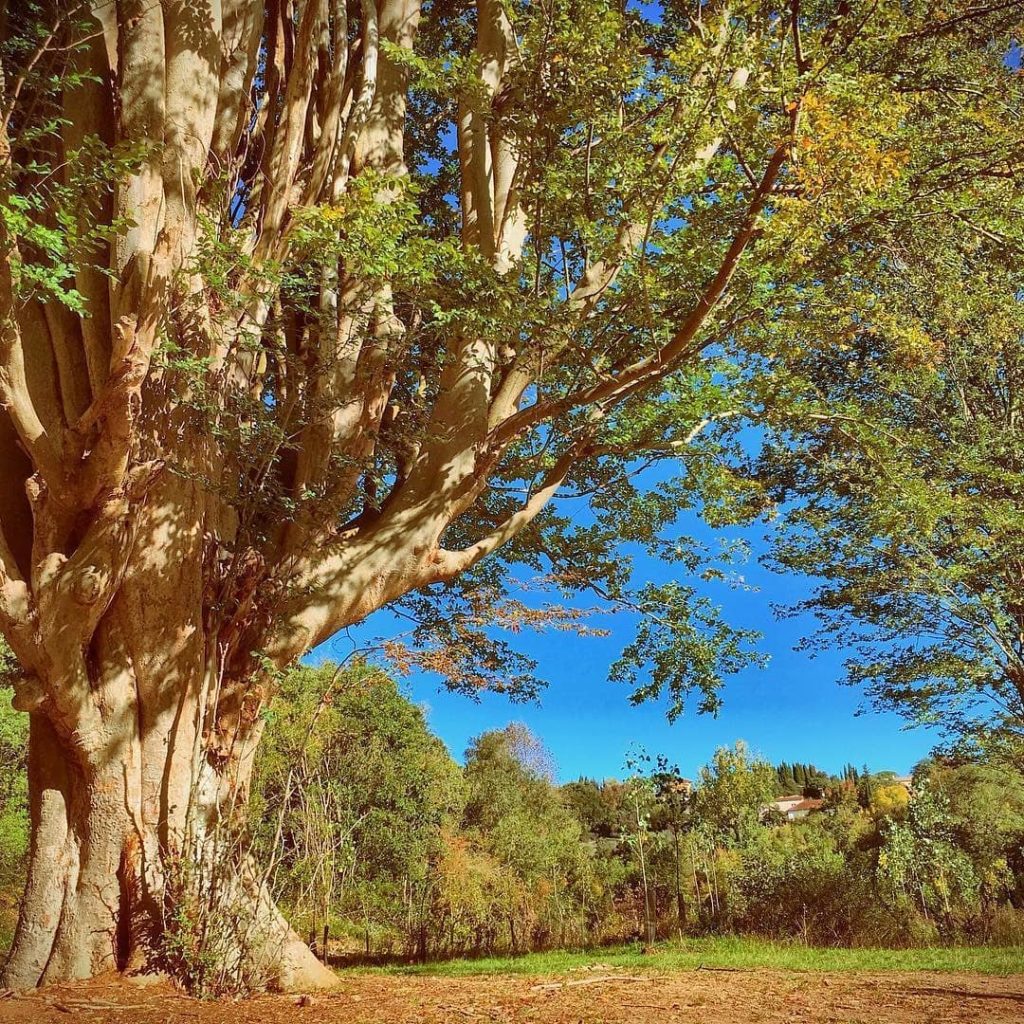 nature-moussoulens-zelkova-arbre-remarquable